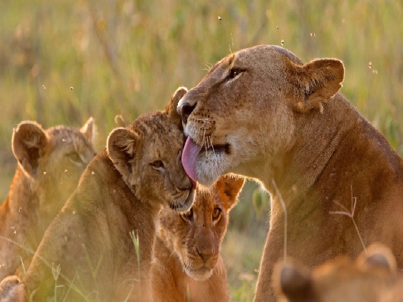 试管移植左侧疼美国试管费用d试管生产费用能报吗